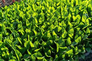 campo di bellissimo impianti foto