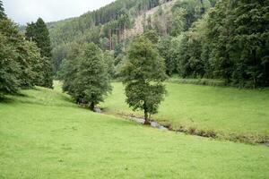 poco fiume con alberi nel il prato foto