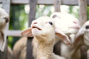 carino poco agnello ritratto. foto