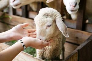 bambino è alimentazione e petting carino poco agnello a il zoo. foto