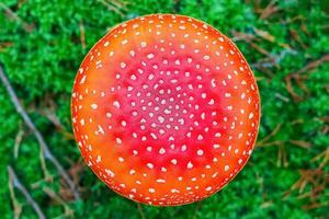 amanita muscaria. rosso velenoso volare agarico fungo nel foresta foto