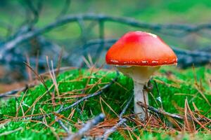 amanita muscaria. rosso velenoso volare agarico fungo nel foresta foto