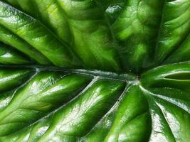 alocasia. alocasia foglia. pianta della casa foglia. biologico struttura foto