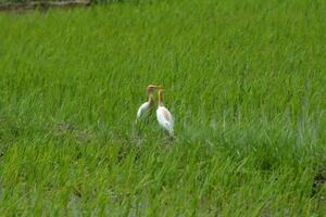 sfondo foto di verde riso i campi con Ardeidae uccelli guardare per cibo durante il giorno