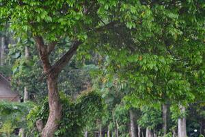 sfondo foto di bellissimo tropicale verde alberi e le foglie