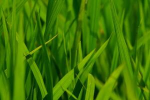 sfondo foto di bellissimo verde riso nel il riso i campi