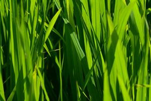 sfondo foto di bellissimo verde riso nel il riso i campi