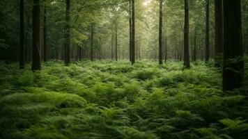 ai generato analizzare il urto di clima modificare su il biodiversità e verdura di un' particolare foresta, considerando tutti e due breve termine e lungo termine effetti. foto