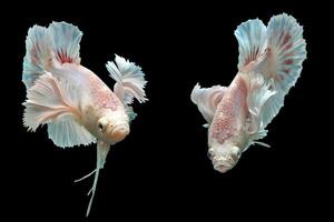 bellissimo danza di fantasia dumbo orecchio betta pesce foto