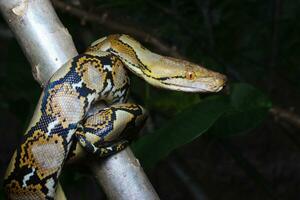 bellissimo serpente, il reticolato pitone è un' pitone specie nativo per Sud e sud-est Asia. foto