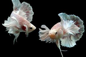 bellissimo danza di fantasia dumbo orecchio betta pesce foto