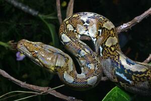 bellissimo serpente, il reticolato pitone è un' pitone specie nativo per Sud e sud-est Asia. foto