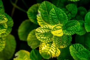 Basso luce. verde foglia nel il giardino. foto