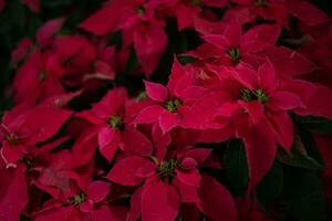 euforbia pulcherrima nel il giardino. rosso stella di Natale, tradizionale colorato vacanza pentola impianti. gruppo di rosso poinsettia impianti. foto