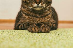 vicino su foto di carino gatto zampe e bocca mentre riposo su il pavimento.