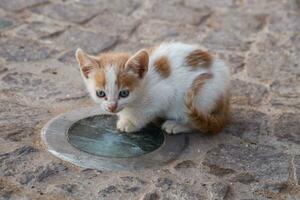 Immagine di carino poco gatto su il strada nel Marocco. foto