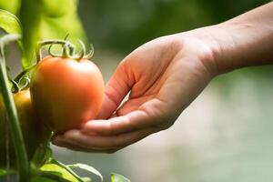 mano femminile che tiene il pomodoro in fattoria biologica foto