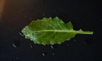 foglia verde su sfondo nero foto