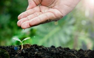 piantine in crescita nel fertile suolo. morbido luce del sole. uso mani per acqua il piantine. acqua goccioline su le foglie. ecologia e ecologico equilibrio. eco concetto terra giorno. foto