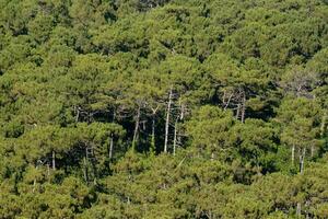 un' foresta di pino alberi è visto a partire dal sopra foto