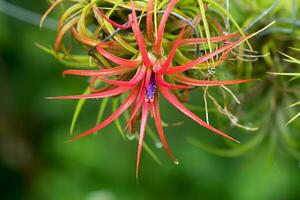 tillandsia aria pianta nel il natura. foto