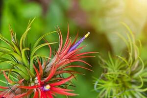 tillandsia aria pianta nel il natura. foto