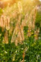 fiore erba nel il estate. foto