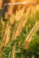 fiore erba nel il estate. foto