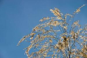 fiore erba nel il estate. foto