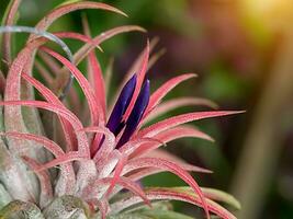 tillandsia fiore aria pianta. foto