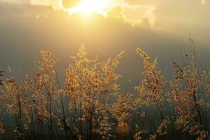 fiore erba con luce del sole. foto