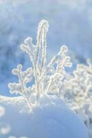 completamente legato alla neve ramoscelli nel luce del sole su neve su leggero blu sfocatura inverno sfondo. Natale carta. foto