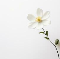ai generato un' semplice bianca fiore è isolato foto