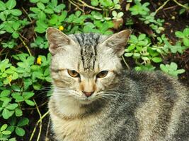 vagabondo gatto, vagante gatto. curioso gatto esplorando suo dintorni. carino adorabile felino godendo Giardino dietro la casa. soffice gatto solo su il parco foto