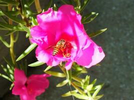 portulaca Rose o rosa muschio è un ornamentale pianta appartenente per il famiglia portulacacee. rosa fiore fioritura su il giardino con ape volante intorno. selettivo messa a fuoco. luminosa colore fiore. foto