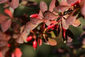 berberis thunbergii. frutti di bosco su il ramo foto