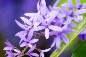 viola petrea fiori foto