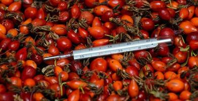 un termometro a mercurio giace sulle bacche di una rosa canina rossa. concetto - medicina tradizionale foto