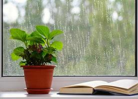 c'è un vaso di fiori sul davanzale. un libro aperto si trova nelle vicinanze. gocce di pioggia alla finestra. il concetto è il riposo a casa. foto