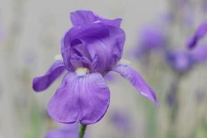 iris barbuto viola foto