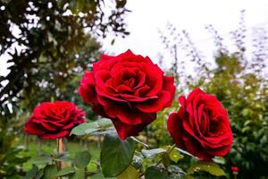 tre rosso Rose siamo nel fioritura nel il giardino foto