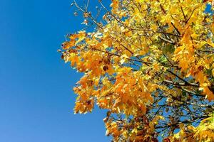 autunno le foglie su un' albero contro un' blu cielo foto