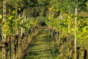 un' righe di vigneto con di viti e alberi foto