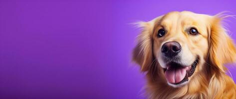 ai generato un' avvicinamento ritratto di un' d'oro cane da riporto cucciolo su un' viola sfondo foto