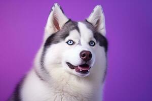 ai generato un' avvicinamento ritratto di un' rauco cane con blu occhi e un' viola sfondo foto