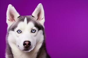 ai generato un' avvicinamento ritratto di un' rauco cane con blu occhi e un' viola sfondo foto