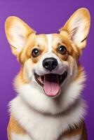 ai generato carino gallese corgi cane su un' viola sfondo foto