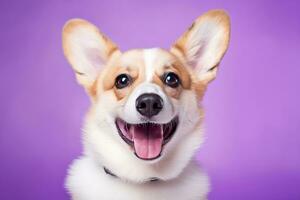 ai generato carino gallese corgi cane su un' viola sfondo foto