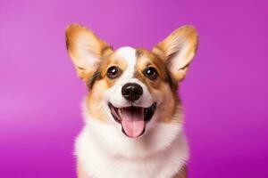 ai generato carino gallese corgi cane su un' viola sfondo foto