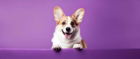 ai generato carino gallese corgi cane su un' viola sfondo foto